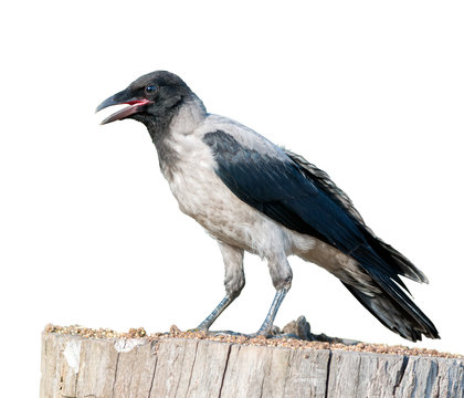 Hooded Crow on White Background