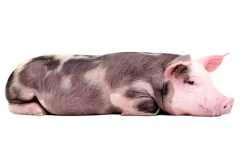 Cute little pig lying isolated on white background