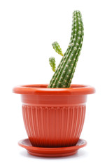 Cactus Pot