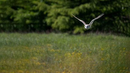 Barn Owl