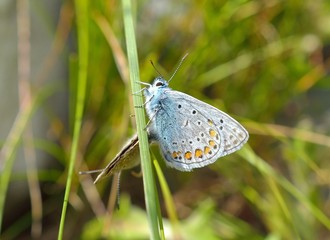Silver-studded Blue Butterfly - Plebejus argus
