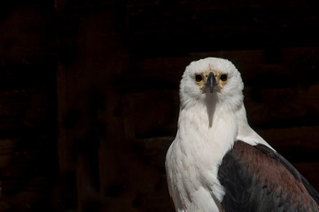 Portrait eines Schreiadlers