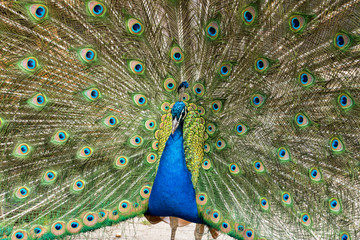 Obraz premium Pfau in seiner vollen Pracht