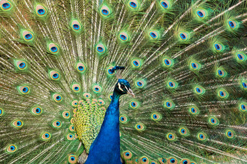 Obraz premium Muster aus Pfauenaugen mit Pfau