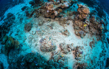 Tropical fish