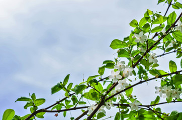 white flower and blue sky background