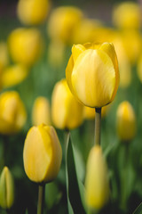 Yellow Tulip