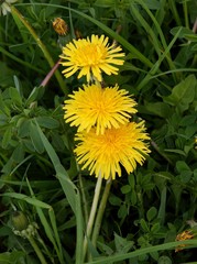 flowers of dandelion wild plant at spring