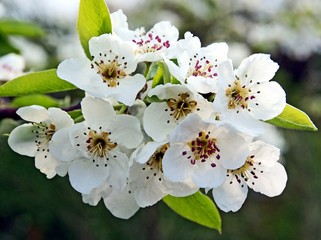 white flowers of pear tree in orchard at spring