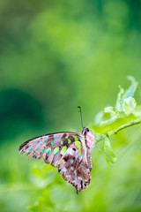 Tailed Jay