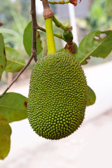 Jackfruit on the ground