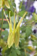 single wet yellow and orange Aquilegia in garden