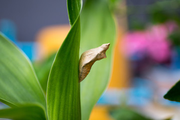 Pupa hang on the leaf