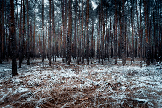 Fototapeta landscape of dark forest covered by snow