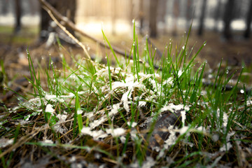 Macro shot of fresh grass covered by show at sunny day in forest
