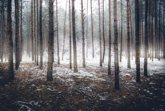 Fototapeta spooky winter forest covered by mist