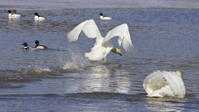 The swans attack