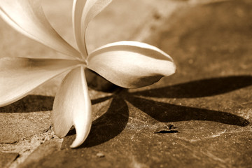 pink frangipani flower and shadow
