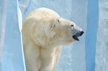 Полярный медведь.
