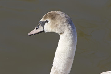 The thoughtful swan