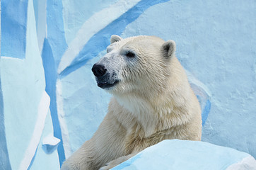 Naklejka na ściany i meble Белый медведь.