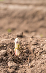 asparagus