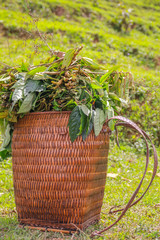 straw basket with reed