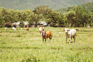 Obraz premium cows on pasture land vintage style