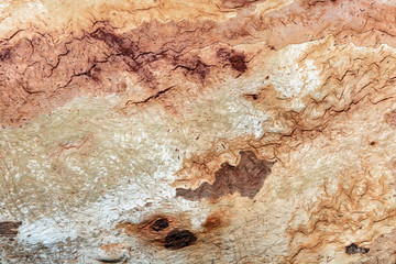 Close up of old tree bark