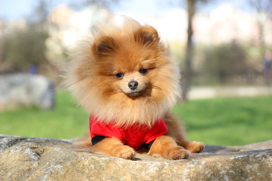 Cute pomeranian dog