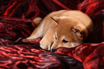 dog breed Shiba Inu puppy