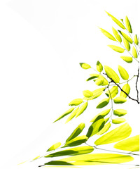 branches of tree with yellow green leaves