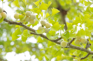 銀杏/Ginkgo