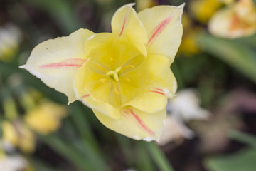 Fototapeta premium Gelbe Tulpe von oben Makro