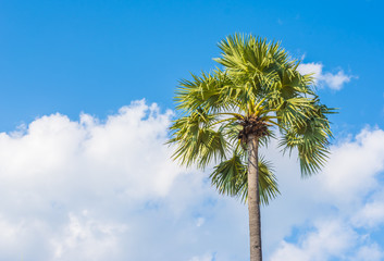 Obraz premium Toddy palm