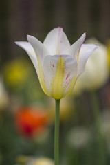 Weiße Tulpe mit gelben Streifen