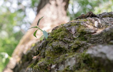 moss on the tree