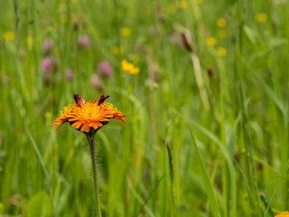 Orangerotes Habichtskraut