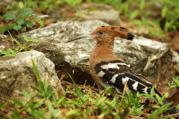 woodpecker