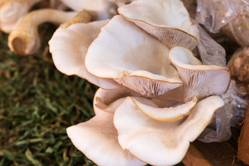 Oyster Mushroom .