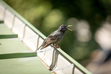 Blackbird sitting on rooftop with opened beak