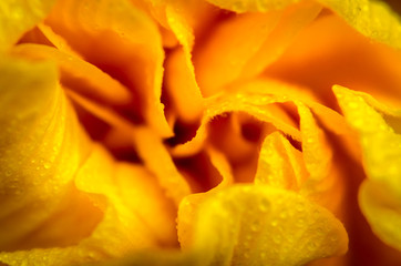 Yyellow hibiscus flower