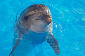 Fototapeta premium Smiling dolphin