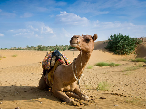 Camel sitting on a desert with blue sky on the background