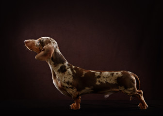 Smooth-haired dachshund dog of brown color