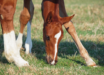 Portrait of chestnut  foal grazes on green meadow 