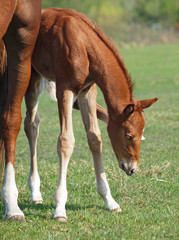 Young chestnut  foal in the green field 