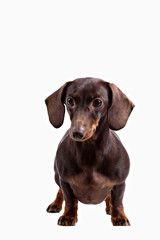 Close-up of Dachshund on white background