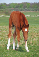 Obraz premium Beautiful little red foal on green lawn 