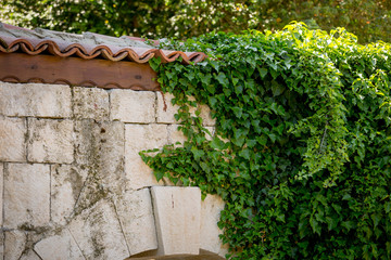 Ivy leaves on old stone wall with tiled roof